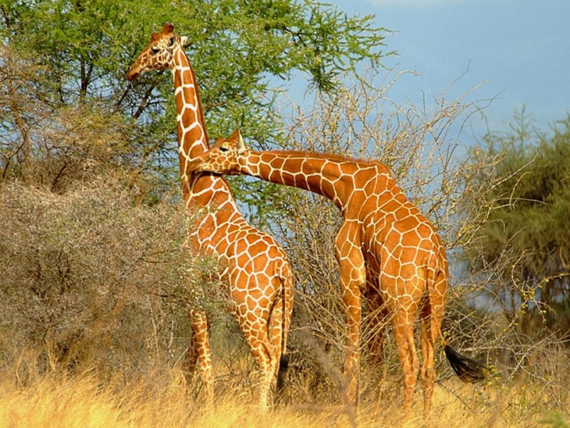 Africa Nature Animals (53)